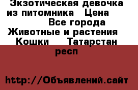 Экзотическая девочка из питомника › Цена ­ 25 000 - Все города Животные и растения » Кошки   . Татарстан респ.